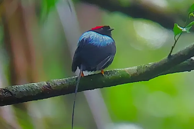 Birdwatching in the Cloud Forest Monteverde