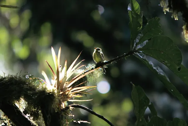 Natural History of Monteverde