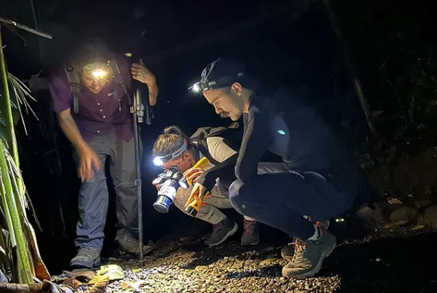 Observe wildlife during a private night walk, Costa Rica