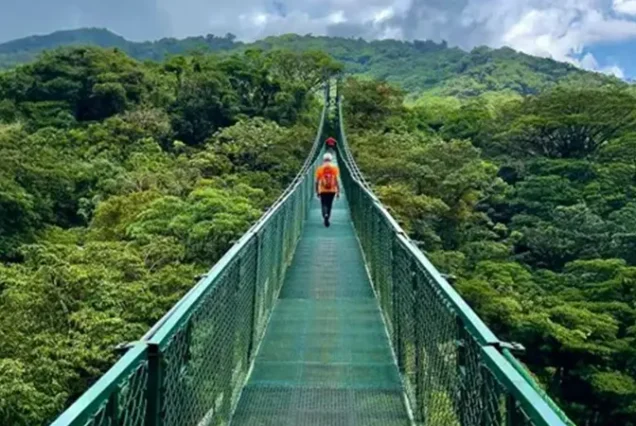 Guided hanging bridge walk through the Monteverde cloud forest in Costa Rica