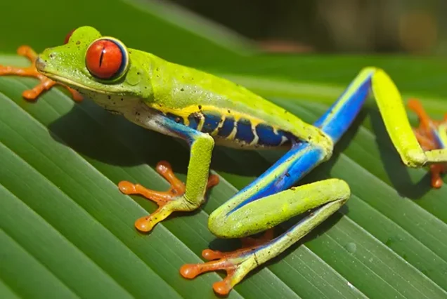 Red-eyed tree frog during a night walk in the Costa Rican rainforest