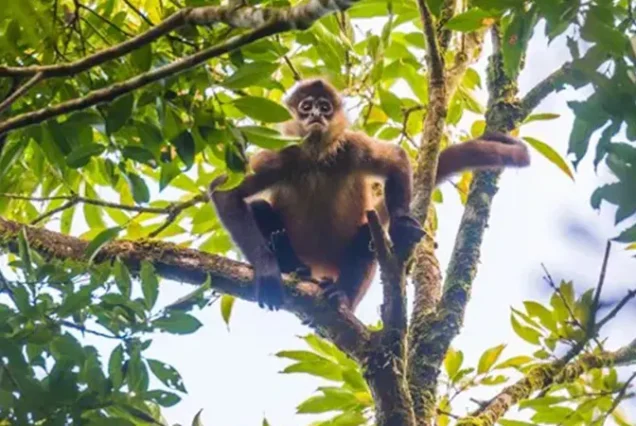 Howler monkey in the rainforest canopy of Costa Rica