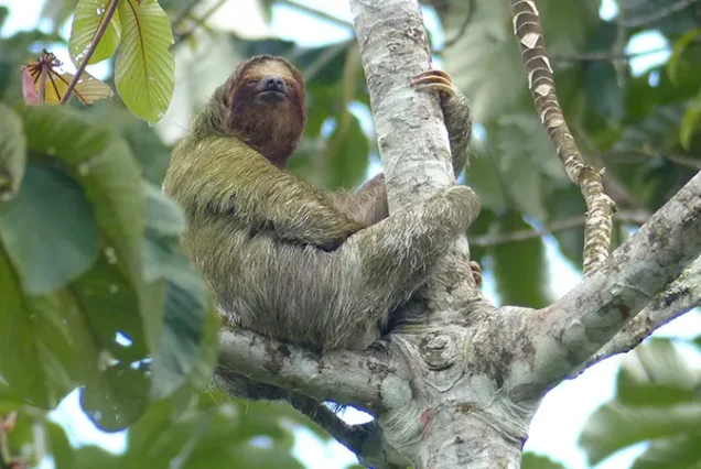 Sloth resting in a tree during an ethical wildlife tour in La Fortuna, Costa Rica
