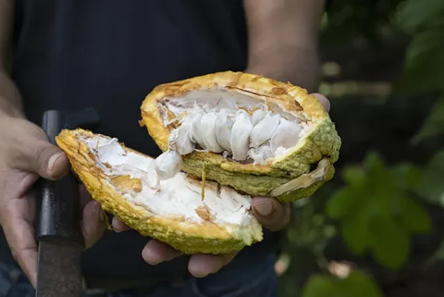 Chocolate tour in Costa Rica featuring freshly opened cacao fruit in a tropical rainforest setting