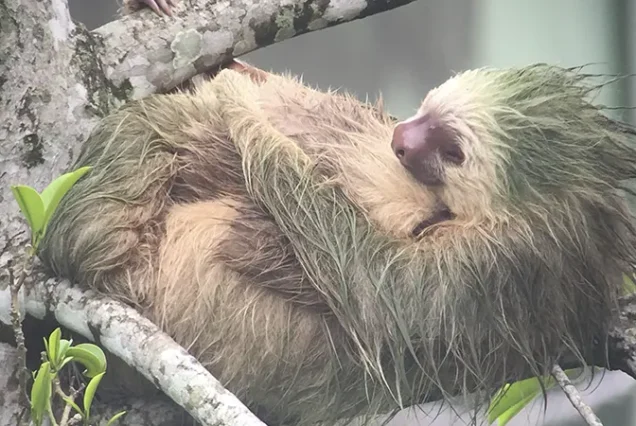 A three-toed sloth spotted in an ethical sloth tour in the rainforest of Costa Rica