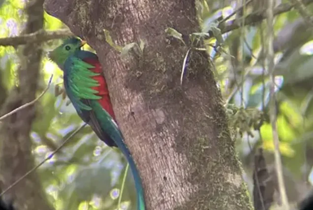 A vibrant Resplendent Quetzal during a guided birdwatching tour in the Monteverde Cloud Forest, Costa Rica