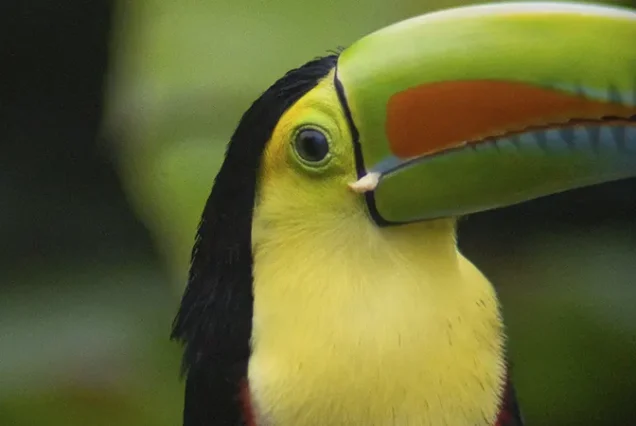Keel-billed Toucan showing its colorful beak in the jungle, Costa Rica