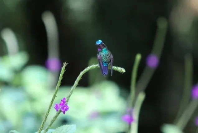 Colorful hummingbird in the cloud forest of Monteverde, Costa Rica