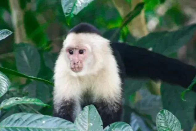 White-faced capuchin monkey in the rainforest of Tortuguero National Park, Costa Rica