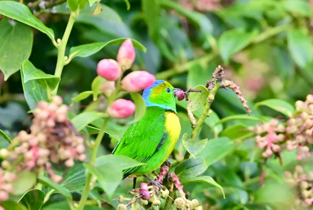 Private Transfer San Jose to La Fortuna with Bird Watching
