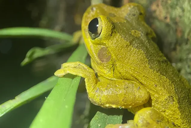 Green tree frog in the rainforest of Costa Rica