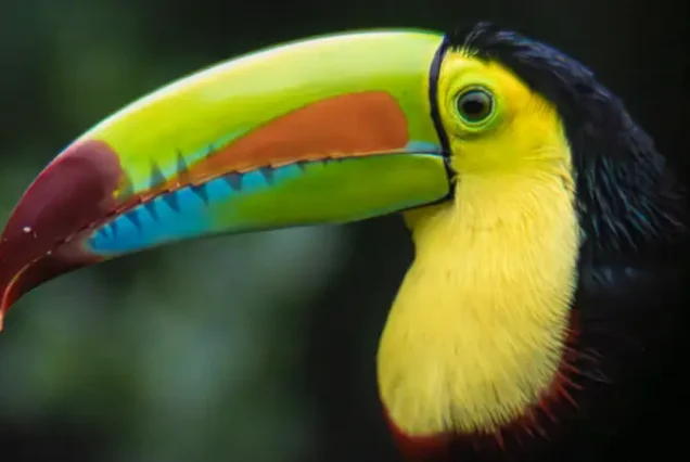 Birdwatching By Mindful