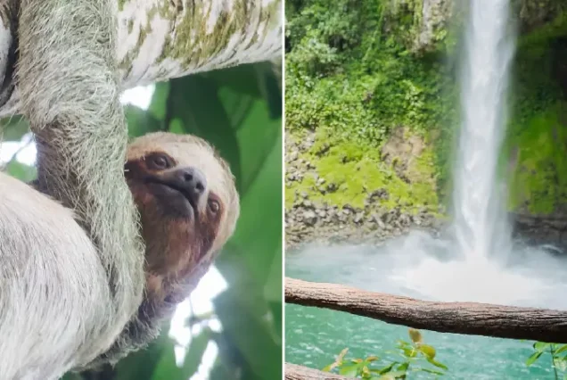 Sloth Experience: La Fortuna Waterfall + Volcano Hike & Ethical Sloth Tour