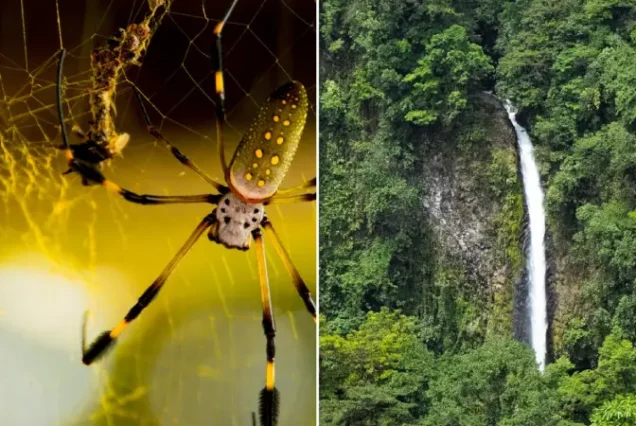 Day to Night Explorer: La Fortuna Waterfall + Arenal Volcano Hike + Guided Night Walk
