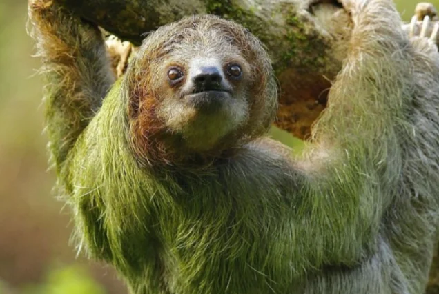 Ethical Sloth Tour