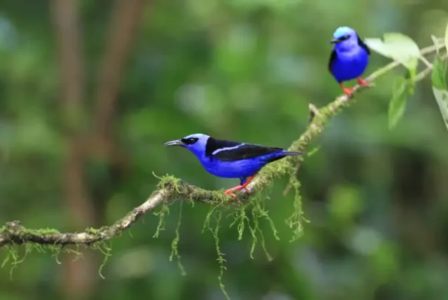 Bird Watching